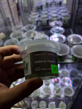 New plants arrived 👉☘️☘️☘️