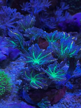 Display tank 👀🦀🐠