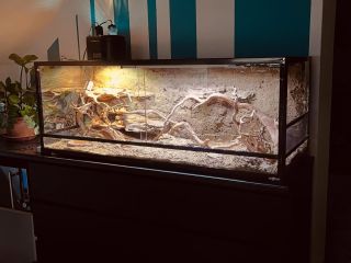 Last project #pogonavitticeps